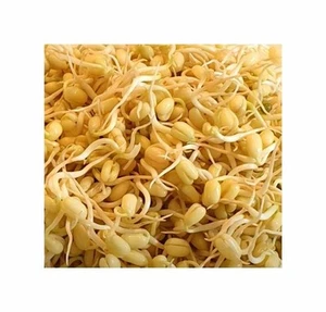 75 g Keimsprossen (Bio) Mungo Garten Pflanzen - Samen F-S674 - Picture 1 of 5