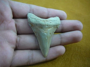 (sr250-5) 2-3/16" Fossil ANGUSTIDENS SHARK TOOTH Gold / Silver wired necklace - Picture 1 of 1