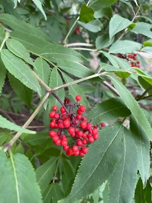 Red Elderberry - Sambucus racemosa - 30+ seeds Fresh 2025 Canada - Image 1 of 4