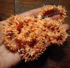 Vtg Genuine Drilled Sea Shell Bead Necklace Coral 29" Natural Beach Ocean Peach - Picture 1 of 7