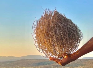 Tumbleweeds Small BEST and FULL 9”-12” Tumbleweed Hand Foraged Ethically Sourced - Picture 1 of 14