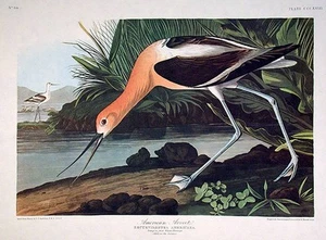 John James AUDUBON / American Avocet From The Birds of America Amsterdam Edition - Picture 1 of 1