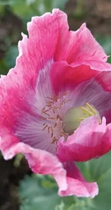 Schlafmohn Papaver Somniferum 'China Red' - Bild 1 von 4