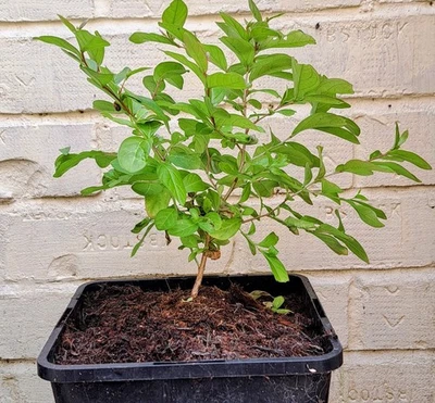 Crape Myrtle (Lagerstroemia) - Long-Flowering Summer Shrub | Akplants - Image 1 of 3