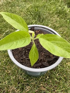 Solanum Luridifuscescens Tomatao Verde Piloso - Imagen 1 de 3