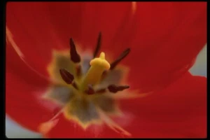 DECORATIVE FLOWER DESIGN FOR WALL ART DECOR PRINTS 8.5X11 PICTURE - Picture 1 of 1