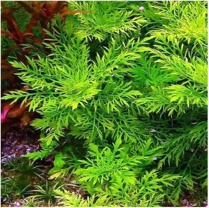 FREEPOSTAGE Water Wisteria-10stems Beginner Live Aquarium Plant Shrimp Aquascape - Picture 1 of 2