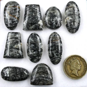 9 PC Natural Orthoceras Fossil Cabochon 19.5mm-32.4mm High Quality Gemstones Lot - Picture 1 of 10