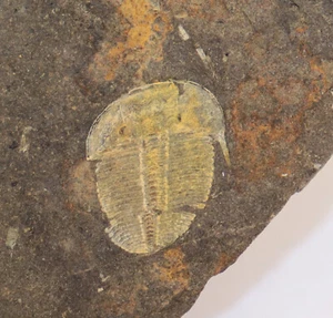 Trilobit, Aulacopleura konincki, Silur, Lodenice, Tschechische Republik -L180 - Picture 1 of 4