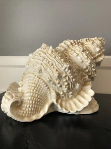 Conch Shell Art Vase/sculpture Hanging art Sconce  🐚🐚🐚🌊🌊🌊 - Picture 1 of 8