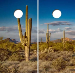 Calcomanía envolvente de agujero de maíz para cactus en el desierto con laminado gratuito incluido - Imagen 1 de 1