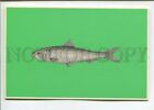 471312 Ussr Advertising Of Frozen Fish For Export Prodintorg Sardine Old