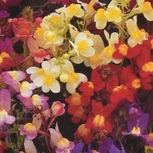 LINARIA FAIRY BOUQUET FLOWER SEEDS Cottage Flower Garden Mixed Linaria Flowers - Picture 1 of 1