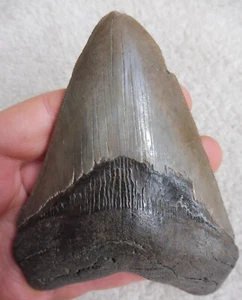 Diente de megalodón (serrado) - 4,533 pulgadas (11,51 cm) - Imagen 1 de 9