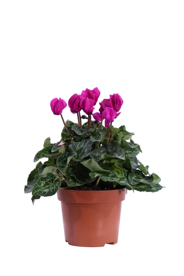Pianta vera di Mini Ciclamino fiori vari colori da esterno/interno vaso plastica - Immagine 1 di 1