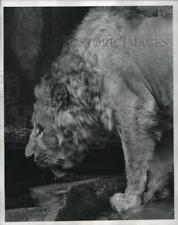 1972 Press Photo Rameses the Lion at Milwaukee Zoo, sports an uneven crewcut