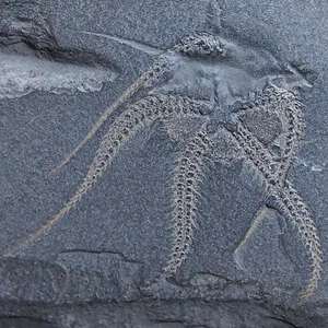Estrella de mar Ophiura sp. 311gr Fósil Marruecos Ordovícico 1518 - Imagen 1 de 9