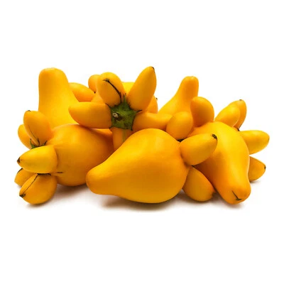 COWS UDDER 5 Seeds Solanum Mammosum Sacred Shaman Ornamental Weird Exotic Plant - Image 1 of 4