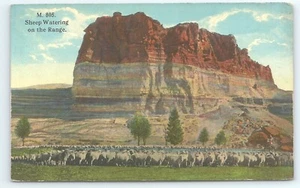 Postcard Sheep Watering on the Range Palisades Green River Wyoming - Picture 1 of 3