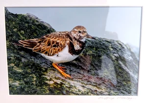 Fotografia fauna selvatica professionale incorniciata Jeoffery Montagu Sandpiper Bird 20,25" x 16,25" - Foto 1 di 6