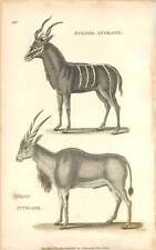 1801 Striped And Indian Antelope Engraved Mammal Plate - Shaw