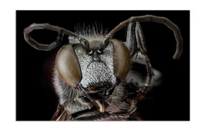Póster WASP Aculado, Macro CABEZA FOTO TOMADA Impresión con Foto (Sin Bordes) 19x12" pulgadas - Imagen 1 de 2