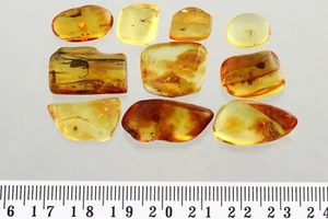 LOT of 10 SPIDERS & WINGED INSECTS Genuine BALTIC AMBER Stones 7.5g 250106-2 - Picture 1 of 6