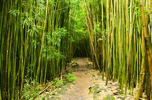 Fotomural VELLÓN BAMBÚ BOSQUE (1203S) planta hierba dulce claro paisaje naturaleza - Imagen 1 de 1