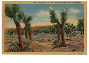 Árboles de Josué y flores silvestres en el desierto en primavera | Postal sin publicar - Imagen 1 de 2