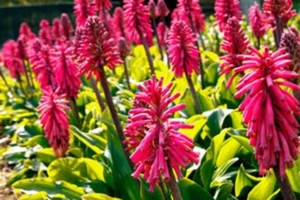 Bulb: Forest Lily : $45 Per Bulb Free Postage - Picture 1 of 3