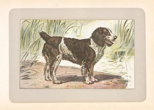 1907 Hund Chromolithographie von Paul Mahler "L'English Water Spaniel" - Bild 1 von 3