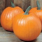 Young's Beauty New England Pie Pumpkin Seeds 15 Ct NON-GMO USA Halloween Carving