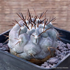 D3091 COPIAPOA CINEREA BROWN SPINES pot6-H3-W4 cm MaMa Cactus