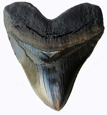 5.5 Inch Megalodon Tooth Black With Serrations - Image 1 of 4