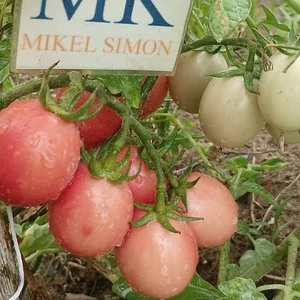 Tomate Thai Pink Egg , 10 semillas (201) - Picture 1 of 1