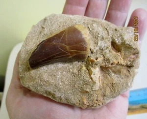 Mosasaurier Fossil Zahn in Matrix Kreidezeit Marokko Fossilien und Fischwirbel - Bild 1 von 8