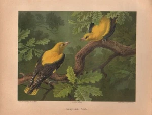 Kämpfende Pirole. (Pirol).   (Chromolithographie von 1897). - Bild 1 von 1