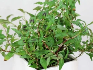 PIANTA PIANTE ACQUARIO PERSICARIA POLYGONUM ODORATA LIVE AQUARIUM PLANT ! - Imagen 1 de 1