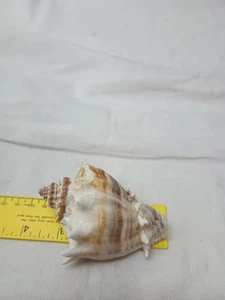 3 1/2" Horned Conch Seashell - Picture 1 of 6