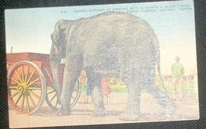 Vintage Postcard Ringling Bros. and Barnum & Bailey Circus - Picture 1 of 2
