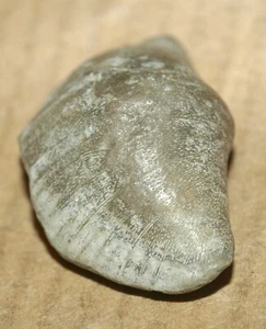 Eoplectodonta transversalis (Wahlenberg, 1818) Silur (Wenlock) von Gotland - Bild 1 von 11