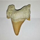 großer versteinerter Hai Zahn Otodus 4cm Nr.61 Fossil Haizahn Shark Tooth Fossil