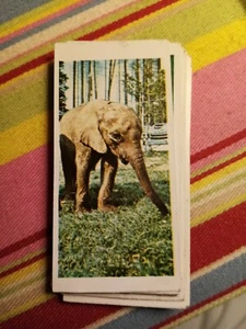J1b Trade Card Lyons Maid On Safari one card only no 20 - Foto 1 di 1