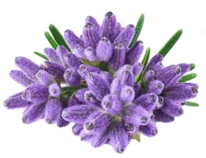 Cápsulas de flores de lavanda (lavandula angustifolia) - 100% totalmente sin rellenos - Imagen 1 de 3