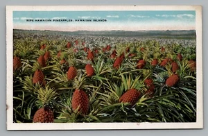 Postal Islas Hawaianas Piñas Hawaianas Maduras Hawaii c1915-1930 - Imagen 1 de 2