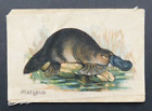 Rare 1915 Wills Satin Cigarette Card Birds &Animals of Australia #8 Platypus