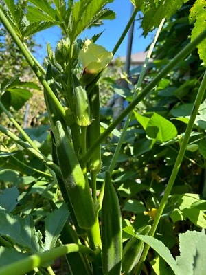 40+ Cajun Dream Okra Seeds Prolific Non-GMO - Image 1 of 4