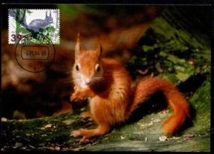 Eichhörnchen aus dem Nationalpark „Hoge Veluwe“. Maximumkarte. Niederlande 2004 - Bild 1 von 2