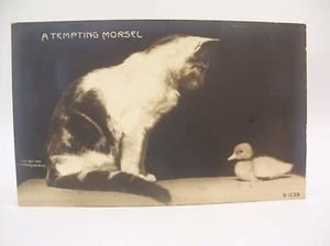 1906 Rotograph Real Photo Postcard "A Tempting Morsel" Cats - Picture 1 of 8