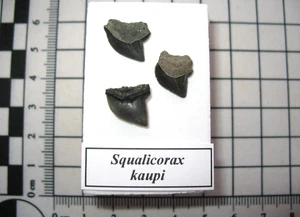 Cretaceous Squalicorax kaupi shark tooth fossils Mississippi in display case #2 - Picture 1 of 3